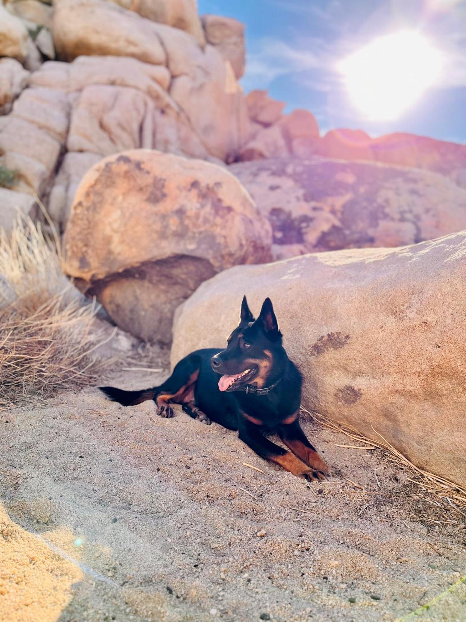 Вилла The Joshua Tree House Экстерьер фото